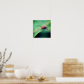 Poster Coléoptère rouge insecte gros plan (Cuisine)