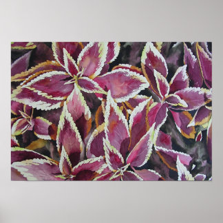 Poster Coleus