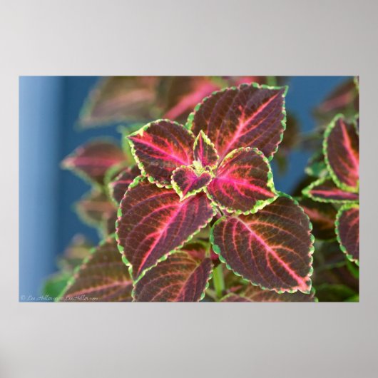 Poster Coleus (Devant)