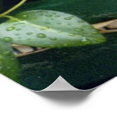 Poster Coleus en fleurs (Coin)