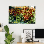 Poster Coleus en fleurs (Bureau à domicile)