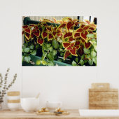 Poster Coleus en fleurs (Cuisine)