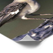 Poster Colibri (Coin)