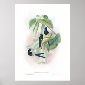 Poster Colibri