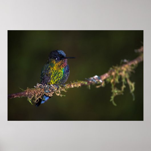 Poster Colibri (Devant)
