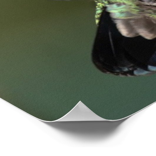 Poster Colibri (Coin)