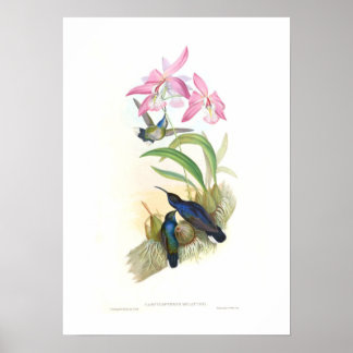 Poster Colibri
