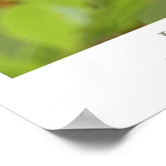 Poster Colibri (Coin)