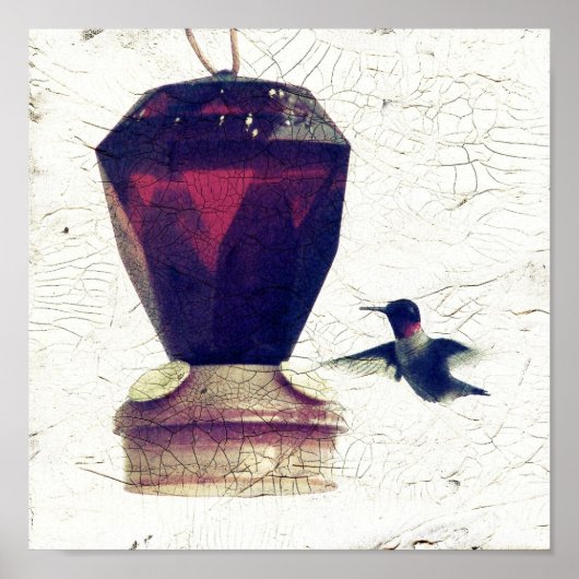 Poster Colibri (Devant)