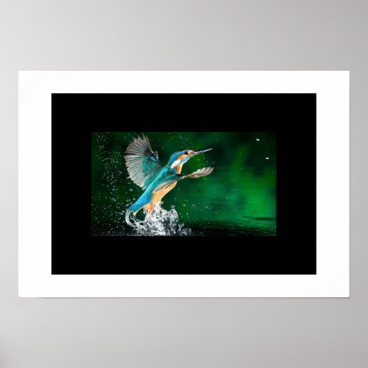 Poster Colibri (Devant)