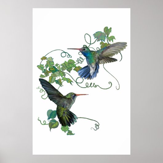 Poster Colibri (Devant)