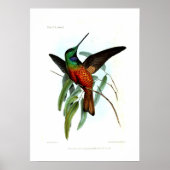 Poster Colibri (Devant)