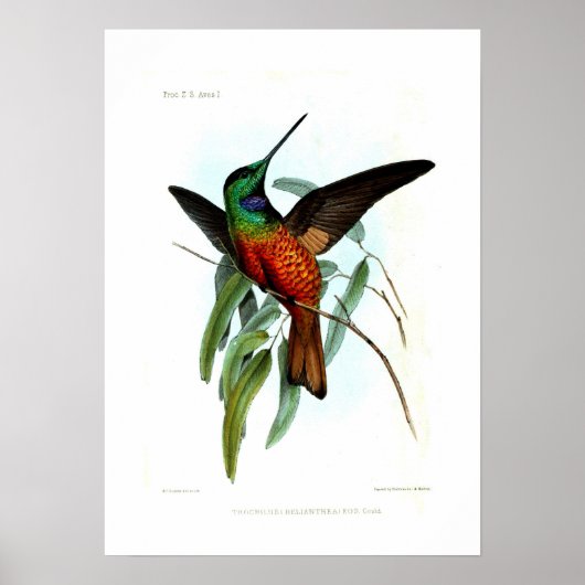 Poster Colibri (Devant)