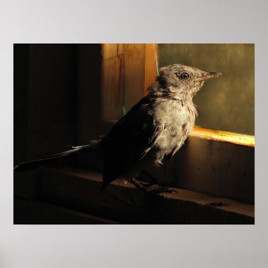 Poster Colibri (Devant)