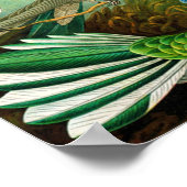 Poster Colibri (Coin)