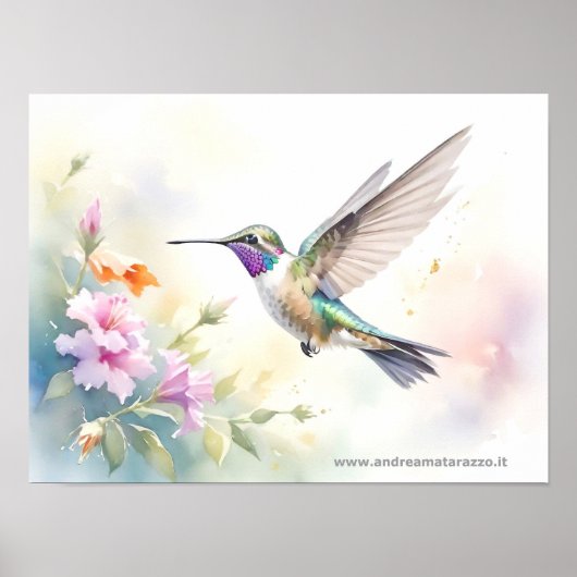 Poster Colibri (Devant)