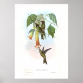 Poster Colibri (Devant)