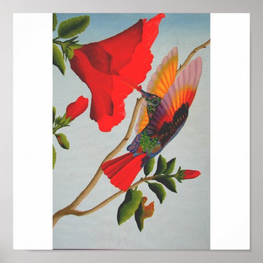 Poster Colibri (Devant)