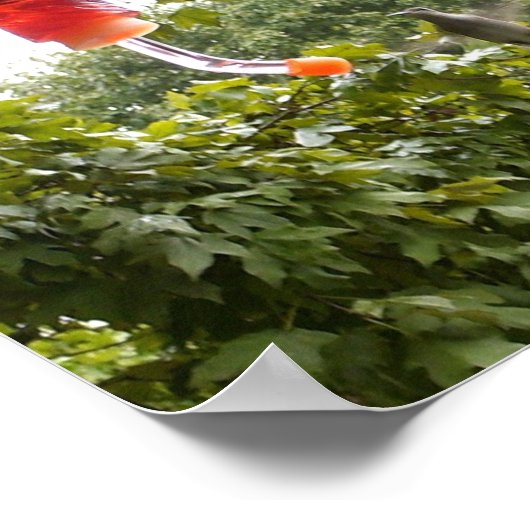 Poster Colibri 2, Imprimer (Coin)