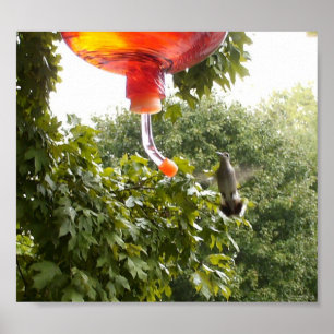 Poster Colibri 2, Imprimer