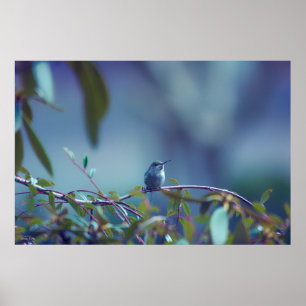 Poster Colibri 5738