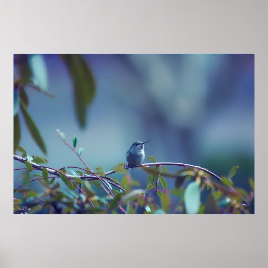 Poster Colibri 5738 (Devant)