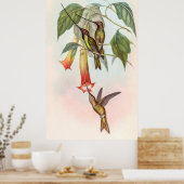 Poster Colibri à bec épée (Cuisine)