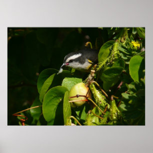 Poster Colibri à gorge blanche mangeant Photographie trop