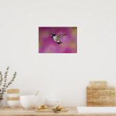 Poster Colibri à gorge noire, Archilochus (Cuisine)