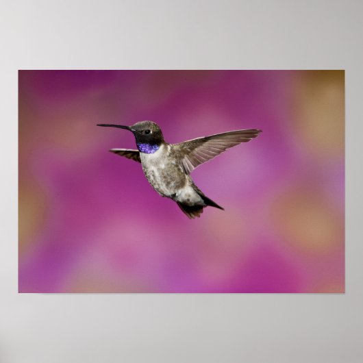 Poster Colibri à gorge noire, Archilochus (Devant)