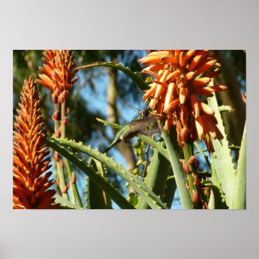 Poster Colibri à gorge noire en vol (Devant)
