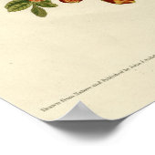 Poster Colibri à gorge rubis (Coin)