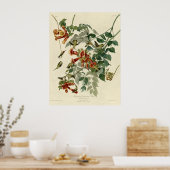 Poster Colibri à gorge rubis (Cuisine)