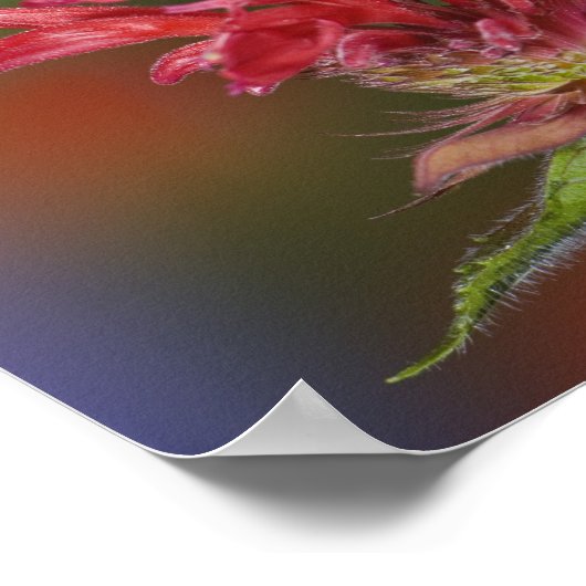 Poster Colibri à gorge rubis (Coin)