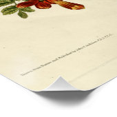 Poster Colibri à gorge rubis (Coin)