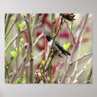 Poster Colibri à gorge rubis au printemps