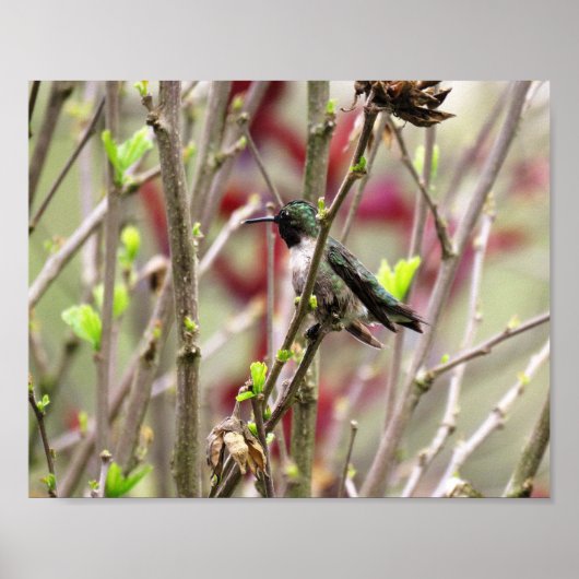 Poster Colibri à gorge rubis au printemps (Devant)