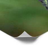 Poster Colibri à gorge rubis (femelle) avec pétunia (Coin)