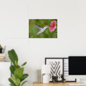 Poster Colibri à gorge rubis (femelle) avec pétunia Pi (Bureau à domicile)