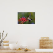 Poster Colibri à gorge rubis mâle (Cuisine)