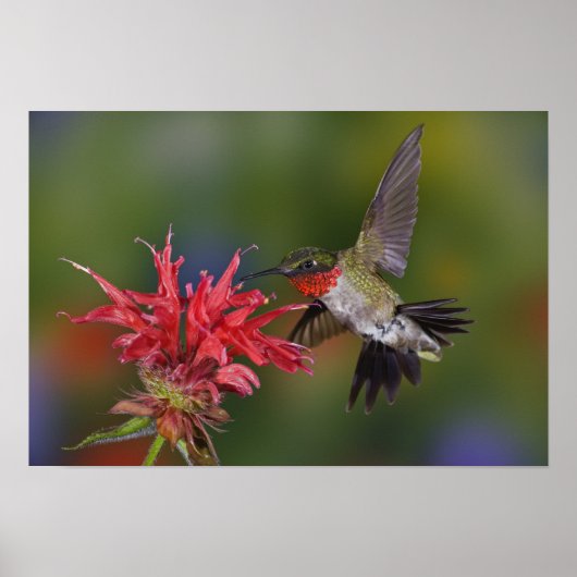 Poster Colibri à gorge rubis mâle (Devant)