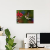 Poster Colibri à gorge rubis mâle (Bureau à domicile)