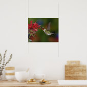 Poster Colibri à gorge rubis mâle (Cuisine)