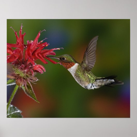Poster Colibri à gorge rubis mâle (Devant)