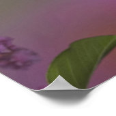 Poster Colibri à gorge rubis mâle juvénile (Coin)