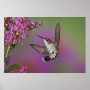 Poster Colibri à gorge rubis mâle juvénile