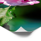 Poster Colibri à gorge rubis - Photo originale (Coin)