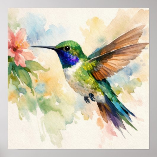 Poster Colibri à l'aquarelle (Devant)