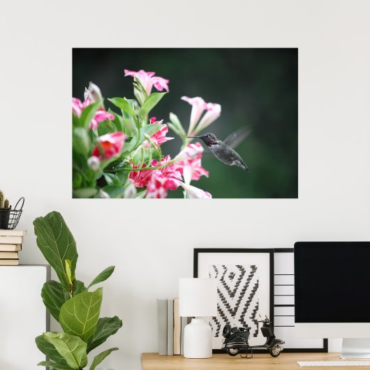 Poster colibri à mandevilla (Bureau à domicile)