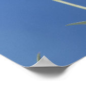 Poster Colibri à queue large, Selasphorus (Coin)